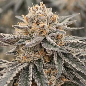 Frosted Oranges