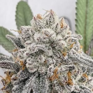 Frosted Oranges #2